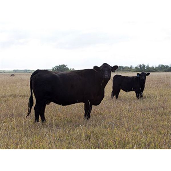 Brown Ranch Inc. - 610# Steer Calves - 100 Head (Carlyle, SK)