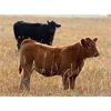 Image 3 : Brown Ranch Inc. - 610# Steer Calves - 100 Head (Carlyle, SK)