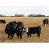 Image 4 : Brown Ranch Inc. - 610# Steer Calves - 100 Head (Carlyle, SK)