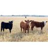 Image 5 : Brown Ranch Inc. - 610# Steer Calves - 100 Head (Carlyle, SK)