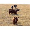 Image 6 : Brown Ranch Inc. - 610# Steer Calves - 100 Head (Carlyle, SK)