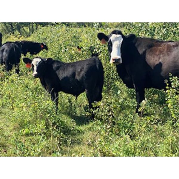 Ramage Land & Cattle - 550# Steer Calves - 300 Head (Fairlight, SK)
