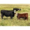 Image 2 : Ramage Land & Cattle - 550# Steer Calves - 300 Head (Fairlight, SK)