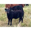 Image 3 : Ramage Land & Cattle - 550# Steer Calves - 300 Head (Fairlight, SK)