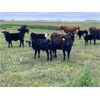 Image 4 : Ramage Land & Cattle - 550# Steer Calves - 300 Head (Fairlight, SK)