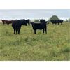 Image 5 : Ramage Land & Cattle - 550# Steer Calves - 300 Head (Fairlight, SK)