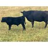 Image 6 : Ramage Land & Cattle - 550# Steer Calves - 300 Head (Fairlight, SK)