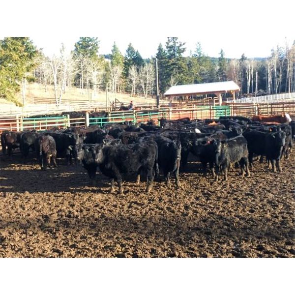 River Ranch - 580# Steer Calves - 105 Head (Merritt, BC)