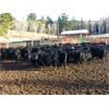 Image 1 : River Ranch - 580# Steer Calves - 105 Head (Merritt, BC)