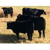 Image 2 : River Ranch - 580# Steer Calves - 105 Head (Merritt, BC)