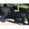 Image 4 : River Ranch - 580# Steer Calves - 105 Head (Merritt, BC)