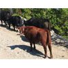 Image 5 : River Ranch - 580# Steer Calves - 105 Head (Merritt, BC)