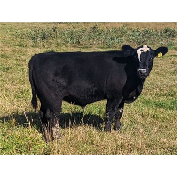 Matthew & Allisa Spruyt - 650# Steer Calves - 95 Head (Tofield, AB)