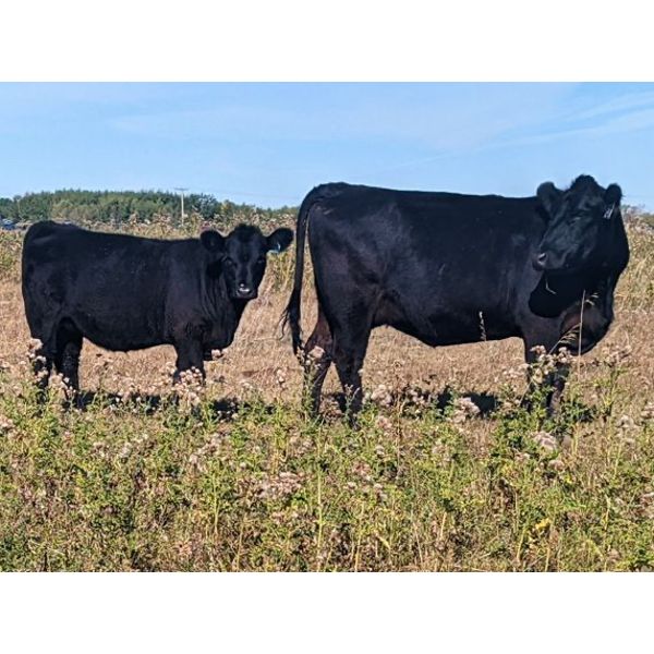 Matthew & Allisa Spruyt - 575# Heifer Calves - 105 Head (Tofield, AB)