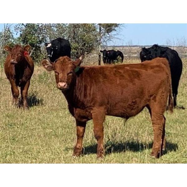 Scott Gehlen - 750# Steer Calves - 33 Head (Humboldt, SK)