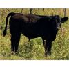 Image 2 : Scott Gehlen - 750# Steer Calves - 33 Head (Humboldt, SK)