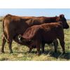 Image 9 : Scott Gehlen - 750# Steer Calves - 33 Head (Humboldt, SK)