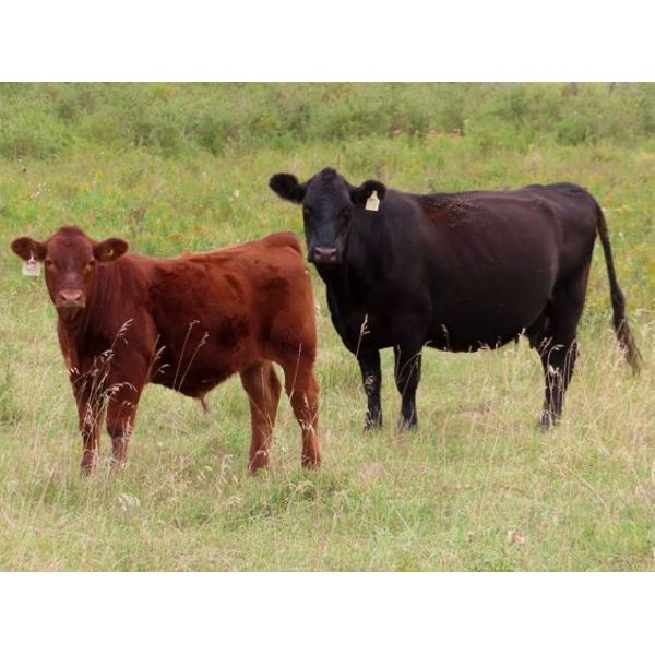 Thunder Bear Ranch - 620# Steer Calves - 45 Head (Whitewood, SK)