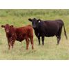 Image 1 : Thunder Bear Ranch - 620# Steer Calves - 45 Head (Whitewood, SK)