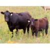 Image 3 : Thunder Bear Ranch - 620# Steer Calves - 45 Head (Whitewood, SK)