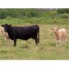 Image 4 : Thunder Bear Ranch - 620# Steer Calves - 45 Head (Whitewood, SK)