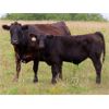 Image 5 : Thunder Bear Ranch - 620# Steer Calves - 45 Head (Whitewood, SK)