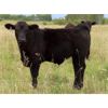 Image 6 : Thunder Bear Ranch - 620# Steer Calves - 45 Head (Whitewood, SK)
