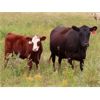 Image 7 : Thunder Bear Ranch - 620# Steer Calves - 45 Head (Whitewood, SK)