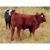 Image 8 : Thunder Bear Ranch - 620# Steer Calves - 45 Head (Whitewood, SK)