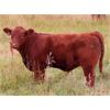 Image 9 : Thunder Bear Ranch - 620# Steer Calves - 45 Head (Whitewood, SK)