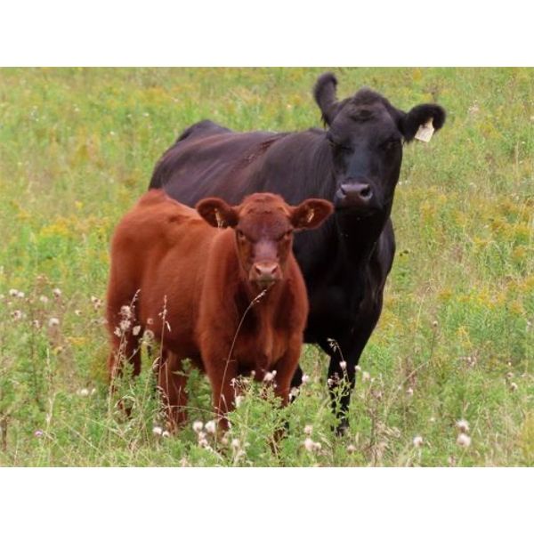 Thunder Bear Ranch - 470# Steer Calves - 105 Head (Whitewood, SK)