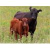 Image 1 : Thunder Bear Ranch - 470# Steer Calves - 105 Head (Whitewood, SK)