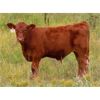 Image 3 : Thunder Bear Ranch - 470# Steer Calves - 105 Head (Whitewood, SK)