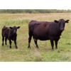 Image 4 : Thunder Bear Ranch - 470# Steer Calves - 105 Head (Whitewood, SK)