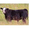 Image 5 : Thunder Bear Ranch - 470# Steer Calves - 105 Head (Whitewood, SK)