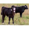 Image 6 : Thunder Bear Ranch - 470# Steer Calves - 105 Head (Whitewood, SK)