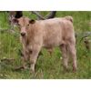 Image 7 : Thunder Bear Ranch - 470# Steer Calves - 105 Head (Whitewood, SK)