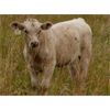 Image 8 : Thunder Bear Ranch - 470# Steer Calves - 105 Head (Whitewood, SK)