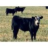 Image 10 : Thurston Newall Farms - 625# Steer Calves - 100 Head (Nightingale, AB)