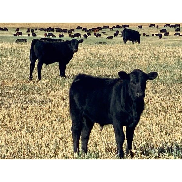 Thurston Newall Farms - 625# Steer Calves - 100 Head (Nightingale, AB)