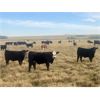 Image 2 : Thurston Newall Farms - 625# Steer Calves - 100 Head (Nightingale, AB)