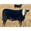Image 5 : Thurston Newall Farms - 625# Steer Calves - 100 Head (Nightingale, AB)