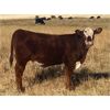 Image 6 : Thurston Newall Farms - 625# Steer Calves - 100 Head (Nightingale, AB)