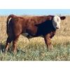 Image 7 : Thurston Newall Farms - 625# Steer Calves - 100 Head (Nightingale, AB)