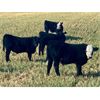 Image 9 : Thurston Newall Farms - 625# Steer Calves - 100 Head (Nightingale, AB)