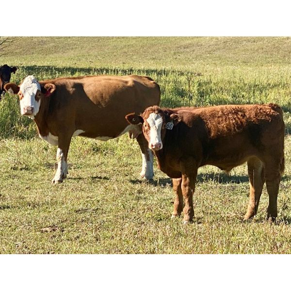 Luke Ball - 700# Steer Calves - 85 Head (Millarville, AB)