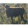 Image 2 : Luke Ball - 700# Steer Calves - 85 Head (Millarville, AB)