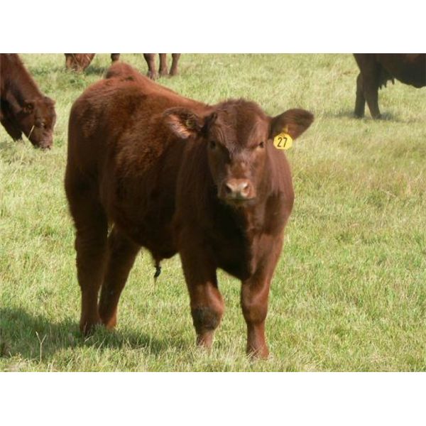 Wade & Frances Tobler - 575# Steer Calves - 70 Head (Patricia, AB)