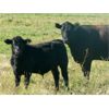 Image 11 : Susy Friesen - 550# Steer Calves - 70 Head (Patricia, AB)