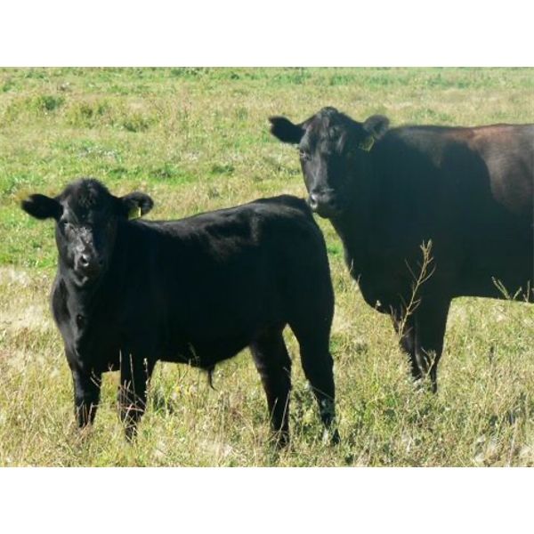 Susy Friesen - 550# Steer Calves - 70 Head (Patricia, AB)